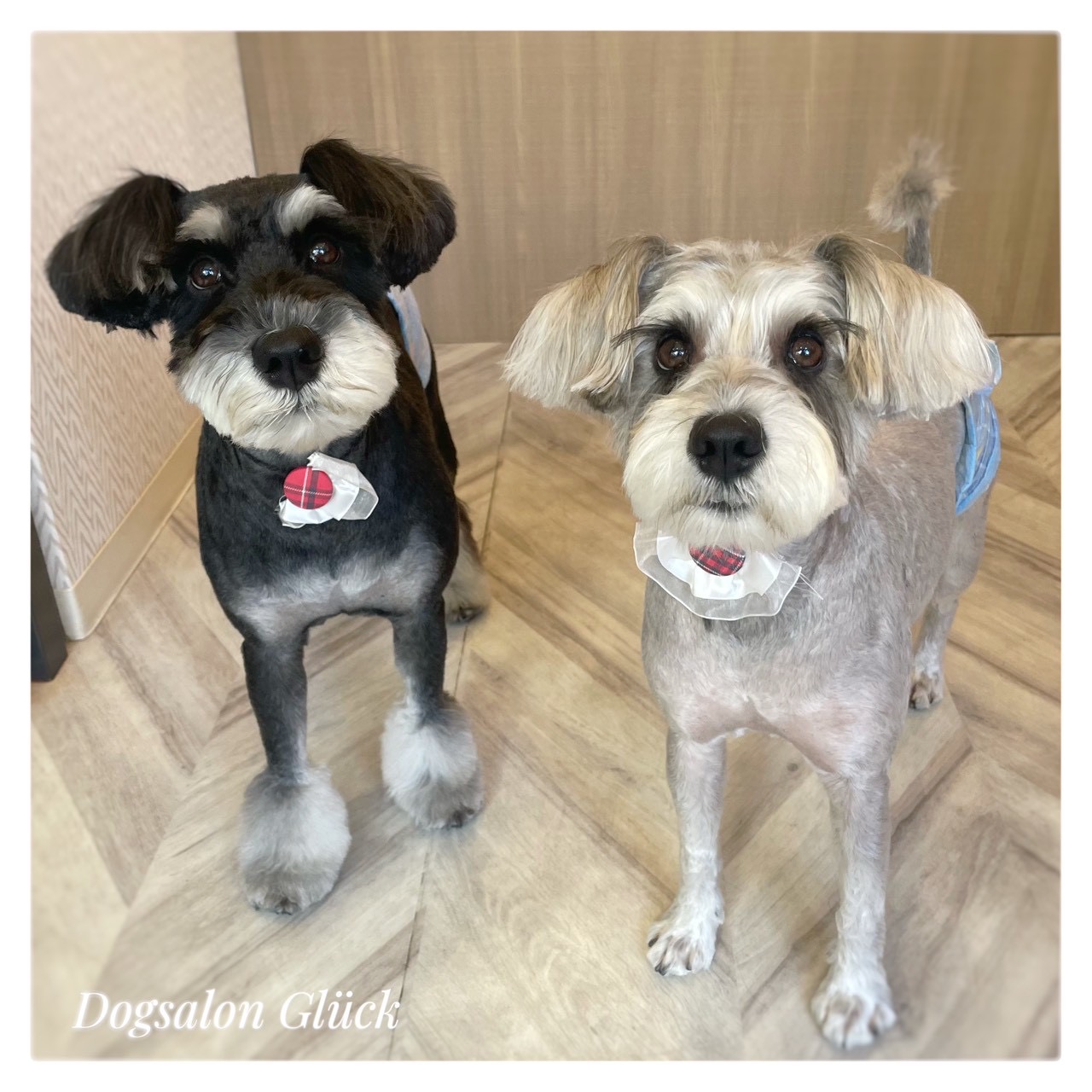 ミニチュアシュナウザー