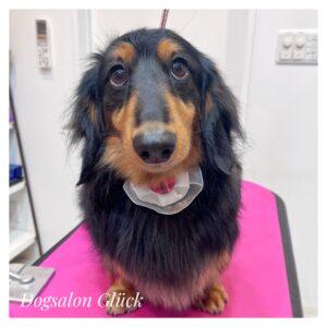 ダックスフンド