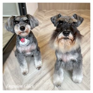 ミニチュアシュナウザー