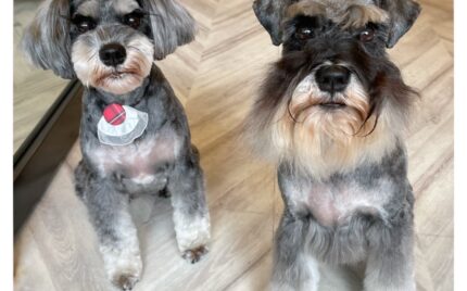 ミニチュアシュナウザー