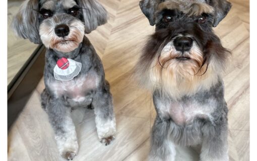 ミニチュアシュナウザー