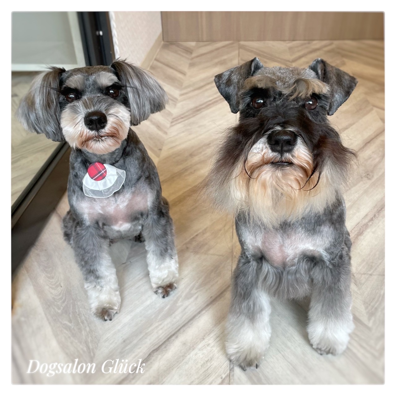 ミニチュアシュナウザー