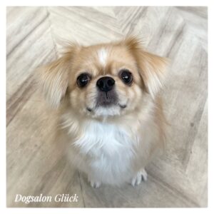 チベタンスパニエル