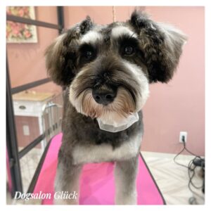 ミニチュアシュナウザー