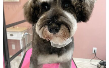 ミニチュアシュナウザー