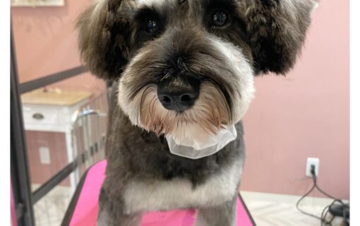 ミニチュアシュナウザー