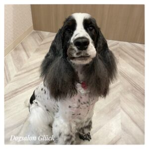 イングリッシュコッカースパニエル