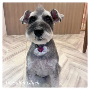 ミニチュアシュナウザー