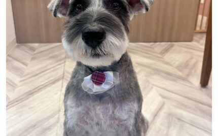 ミニチュアシュナウザー