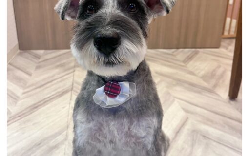 ミニチュアシュナウザー