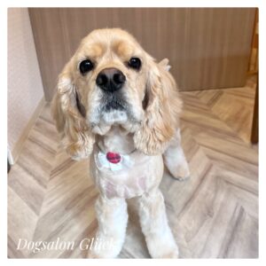 アメリカンコッカースパニエル