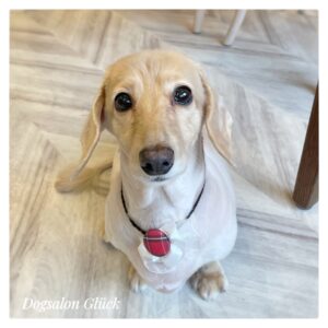 ダックスフンド