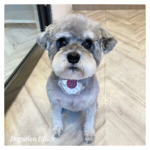 ミニチュアシュナウザー