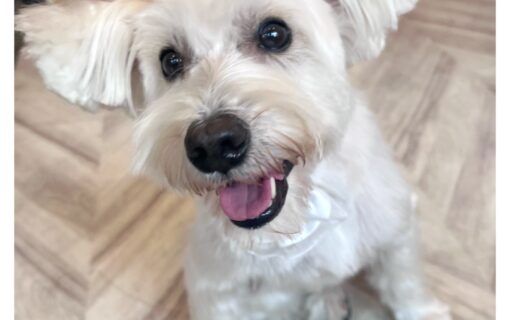 ミニチュアシュナウザー