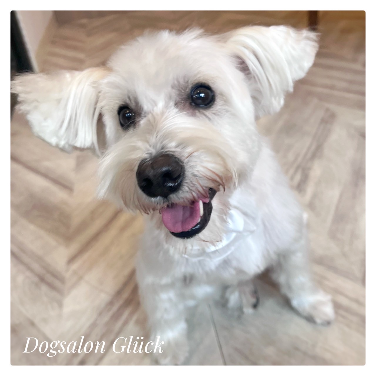 ミニチュアシュナウザー