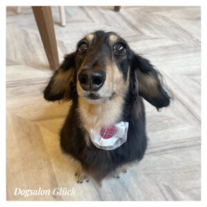 ダックスフンド