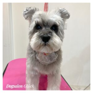 ミニチュアシュナウザー