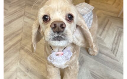 アメリカンコッカースパニエル