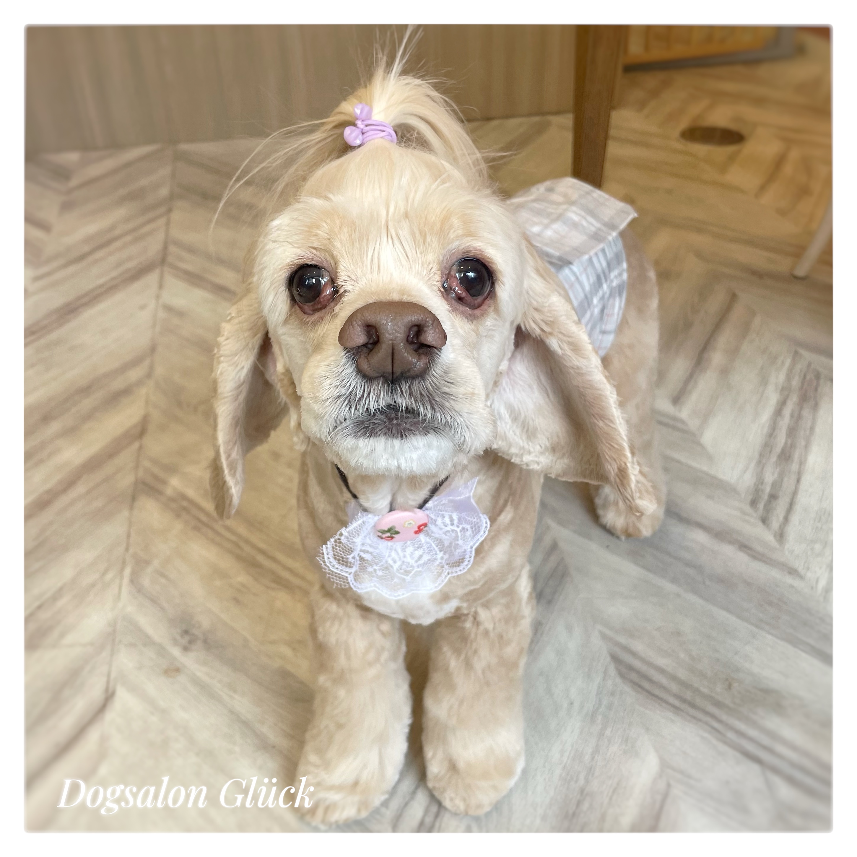 アメリカンコッカースパニエル