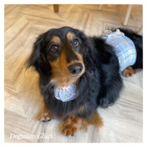 ダックスフンド