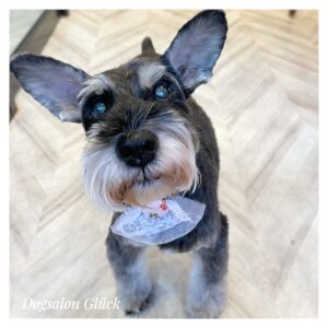 ミニチュアシュナウザー