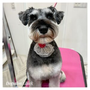 ミニチュアシュナウザー