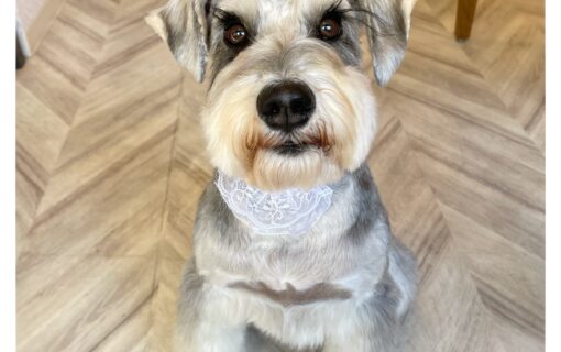 ミニチュアシュナウザー