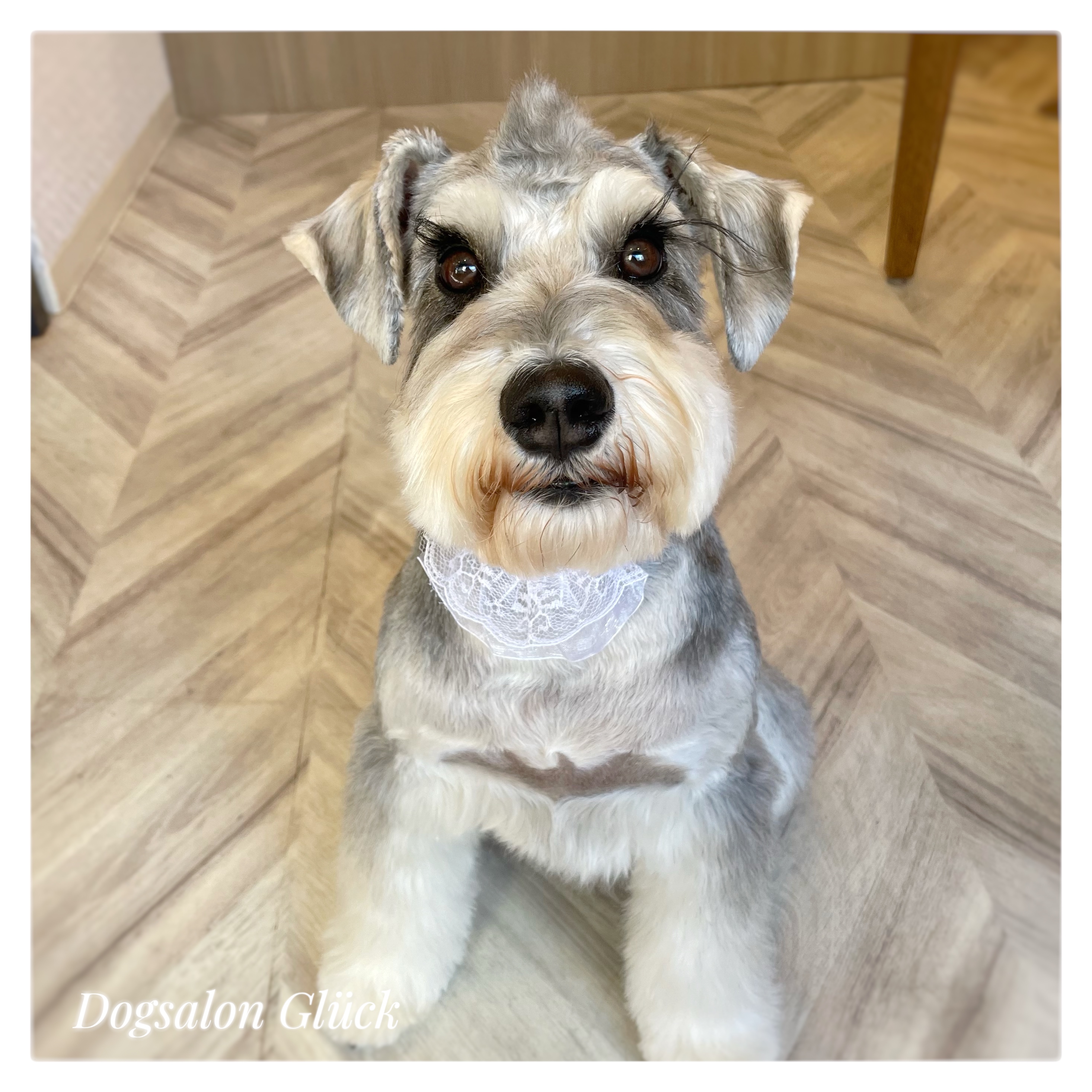 ミニチュアシュナウザー