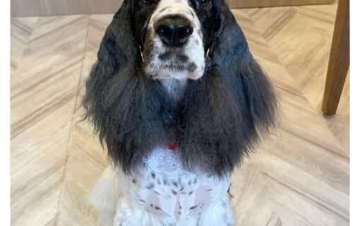 イングリッシュコッカースパニエル