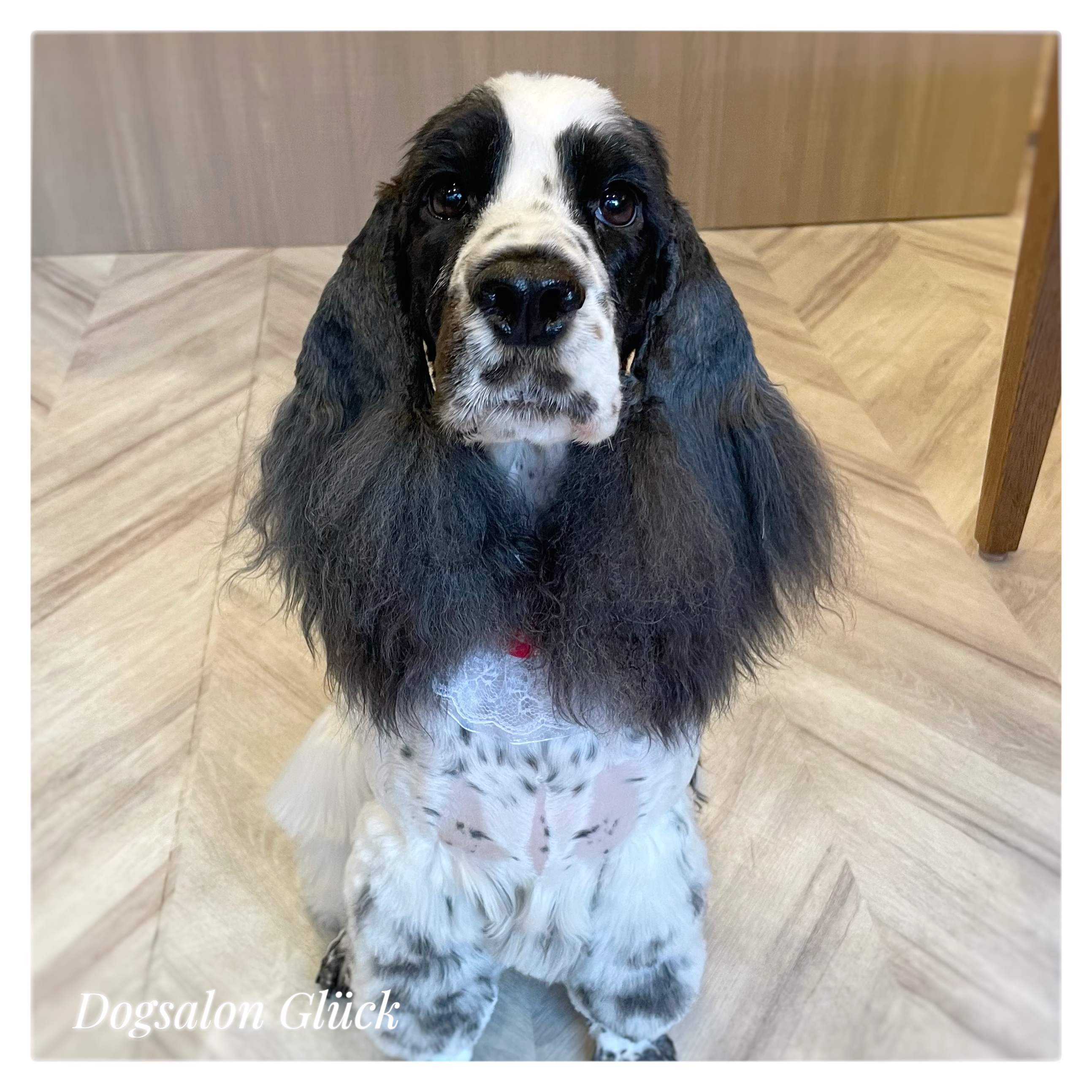 イングリッシュコッカースパニエル