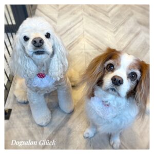 アメリカンコッカースパニエル