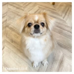 チベタンスパニエル