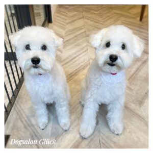 ミニチュアシュナウザー