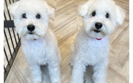 ミニチュアシュナウザー