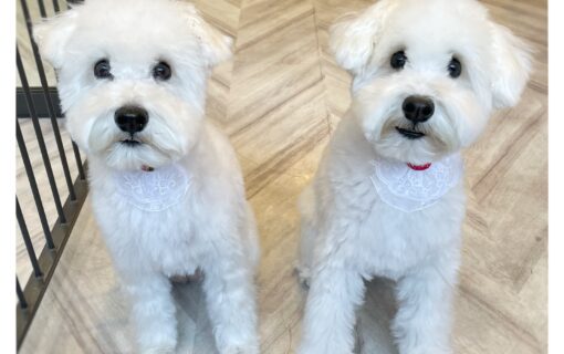 ミニチュアシュナウザー