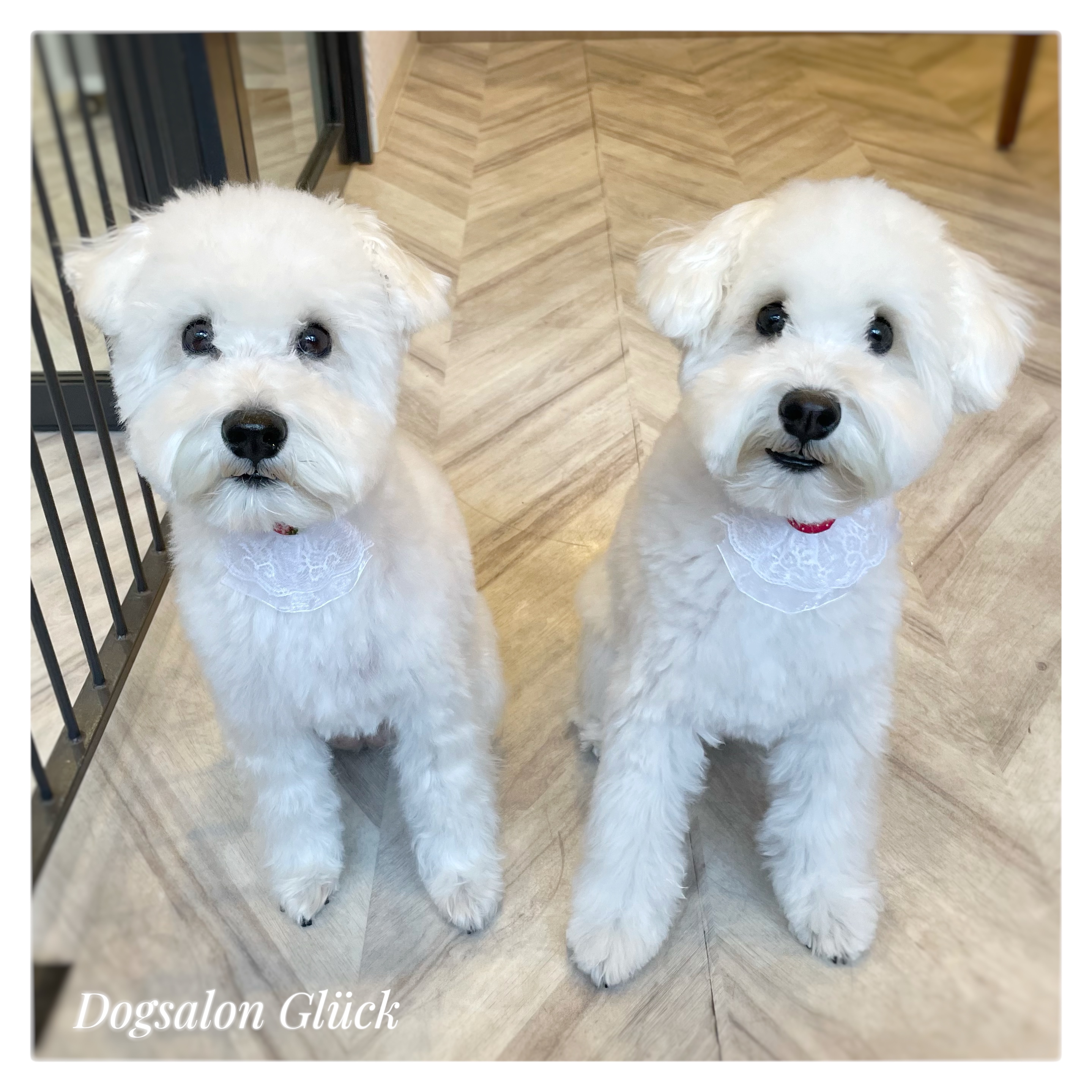 ミニチュアシュナウザー