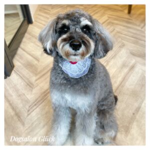 ミニチュアシュナウザー