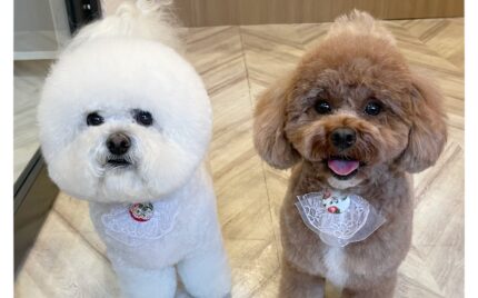 ビションフリーゼ