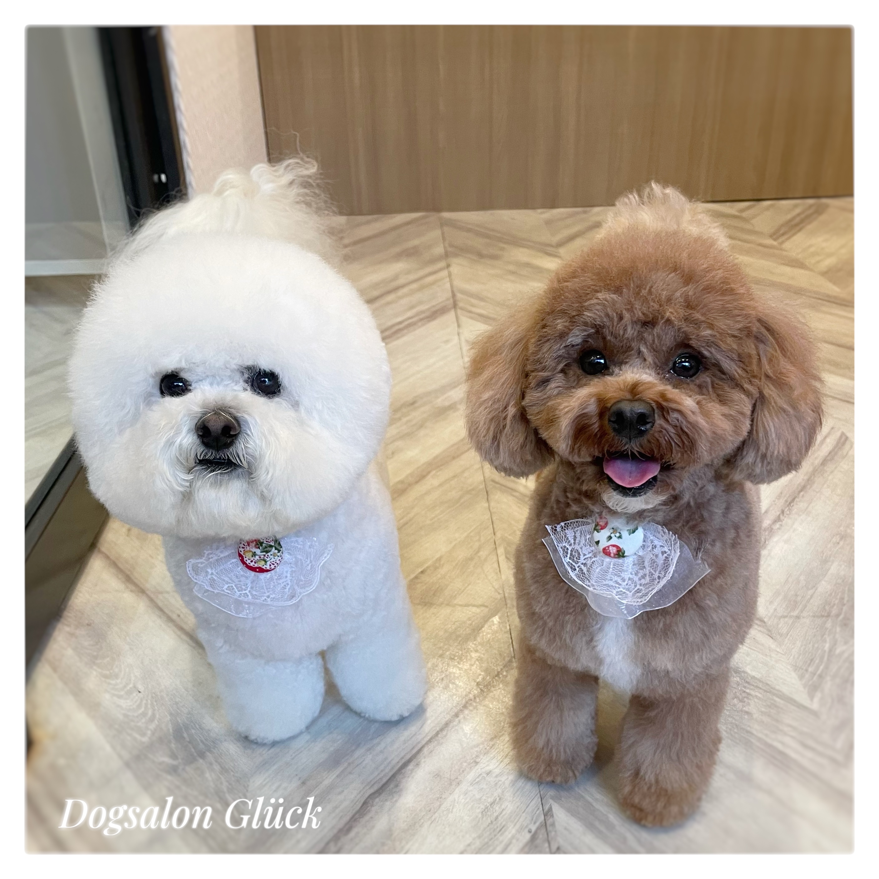 ビションフリーゼ