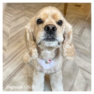 アメリカンコッカースパニエル