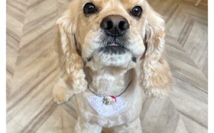 アメリカンコッカースパニエル