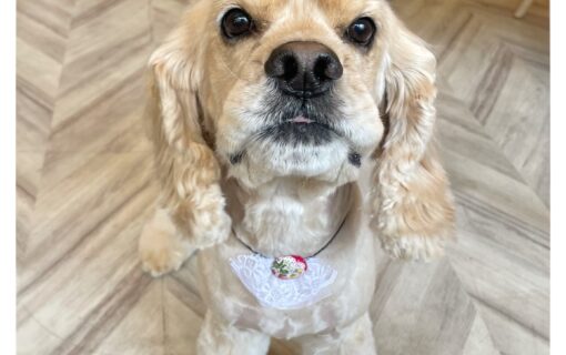 アメリカンコッカースパニエル