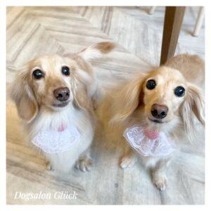 ダックスフンド