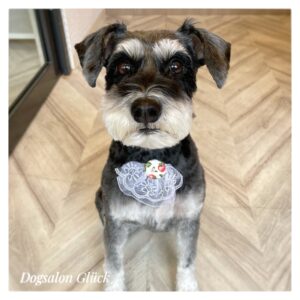 ミニチュアシュナウザー