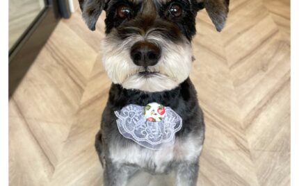 ミニチュアシュナウザー