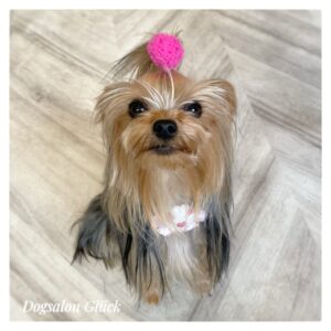 ヨークシャーテリア