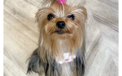 ヨークシャーテリア