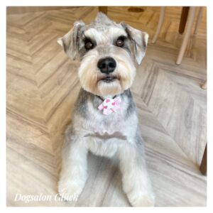 ミニチュアシュナウザー