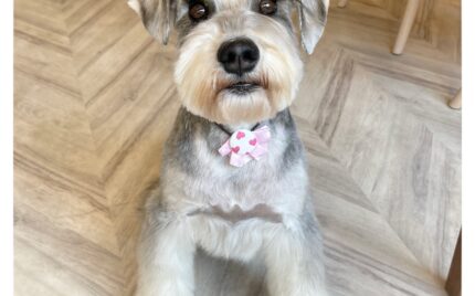 ミニチュアシュナウザー