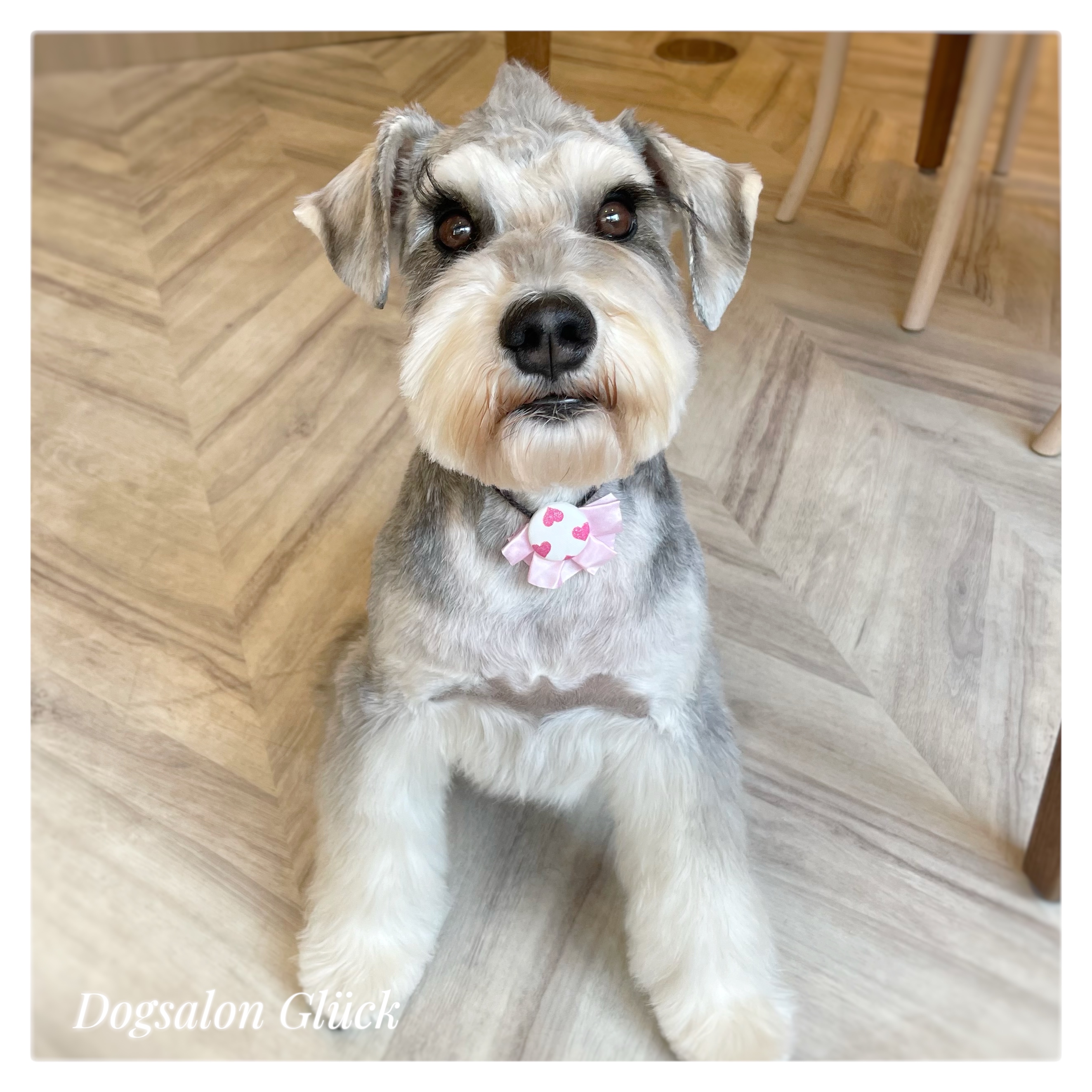 ミニチュアシュナウザー